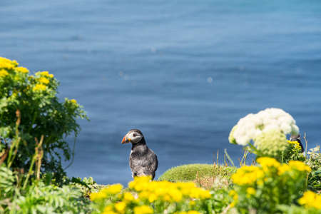 Atlantic puffins, the common puffin, seabirds in the auk family, on the Treshnish Isles in Scotland UKの写真素材