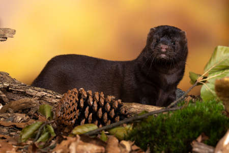 A brown European mink or mink from a fur farm in an autumn forest landscapeの写真素材