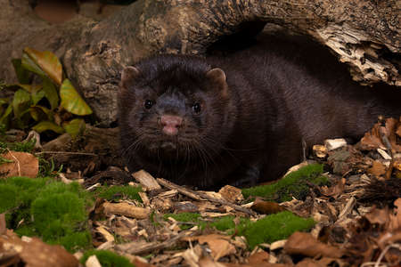 A brown European mink or mink from a fur farm in an autumn forest landscape