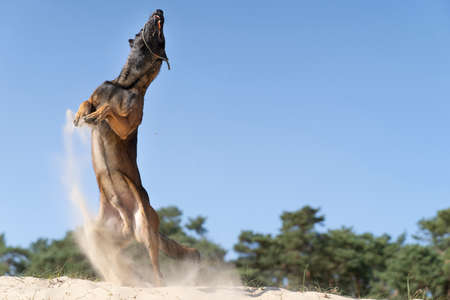 A Belgian sheepdog or Malinois dog playing catch with a ball outdoors in a dune areaの写真素材
