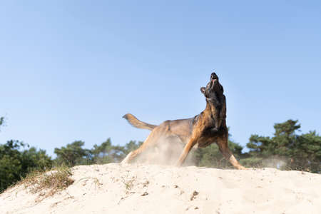 A Belgian sheepdog or Malinois dog playing catch with a ball outdoors in a dune areaの写真素材