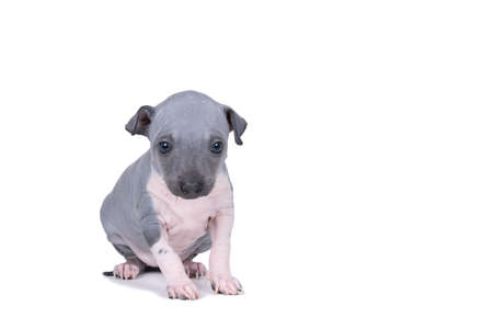 An American Hairless Terrier puppy isolated against white backgroundの写真素材