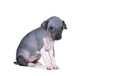 An American Hairless Terrier puppy isolated against white backgroundの写真素材