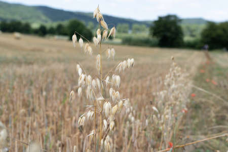 A Close up view of an ear of oats in the field oat growing on field