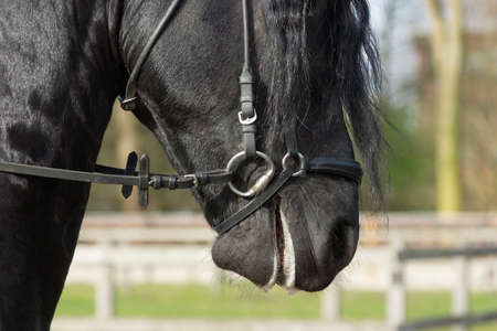 A Detail of the special dressage wide Friesian Horse in black with shiny fur riding in a paddockの写真素材