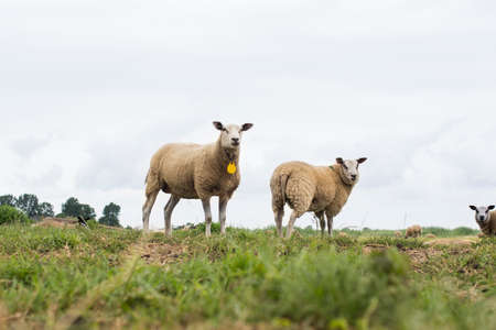 Group of sheep grazing in a Dutch meadow at summertimeの写真素材