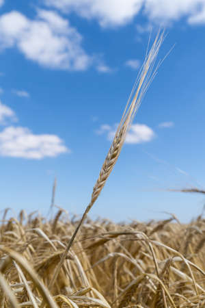 a Field of barley in a summer day. during harvesting period season, close up of the crops with the blue sky and cloudsの写真素材