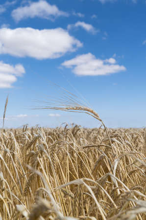 a Field of barley in a summer day. during harvesting period season, close up of the crops with the blue sky and cloudsの写真素材