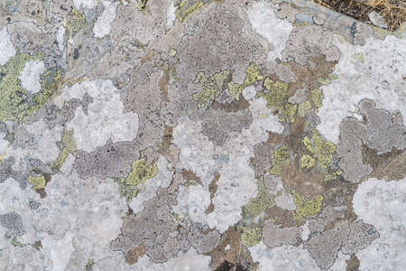 A stone background with textured surface and Lichen Moss. Pattern mineral with rough structure and...