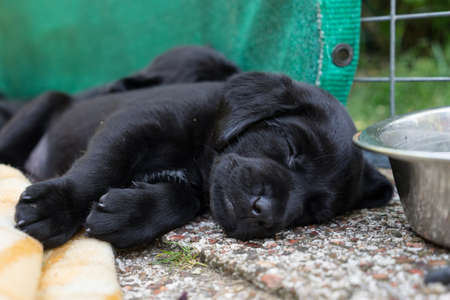5 week old labrador puppy lying in his bench on a blanket sleepingの写真素材