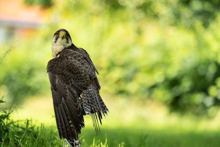 Portrait of an adult lanner falcon (Falco Biarmicus) sitting with wings spread outside against a green natural backgroundの素材 [FY310157213716]