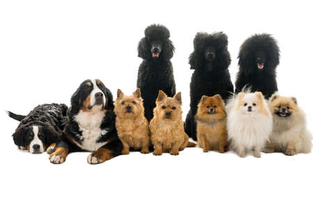 Group or pack of ten dogs sitting and lying down looking at the camera seen from the front with king poodle, bernese mountain dog, norwich terrier and pommerian dogs isolated on a white background