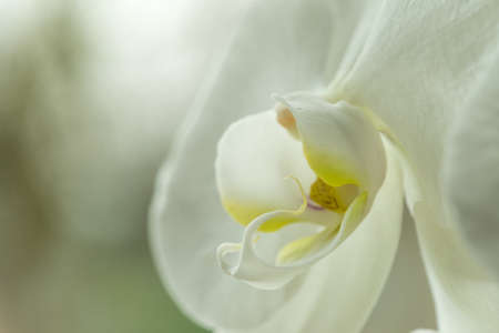 head of a white orchid flower close upの写真素材