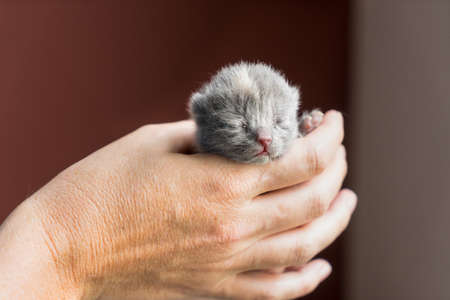 British Shorthair kitten, one or two weeks old, being held in hand with a red back groundの写真素材