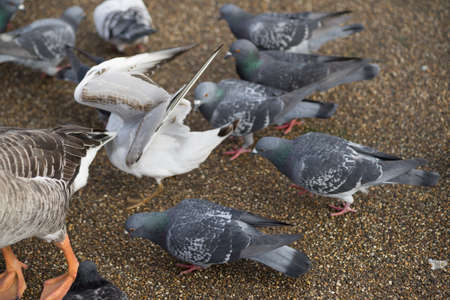 Pigeons and a seagull fighting over food in the park seen from aboveの写真素材