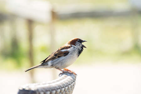 Close-up of a sparrow perching on a garden chair in the sun with a green and yellow backgroundの写真素材