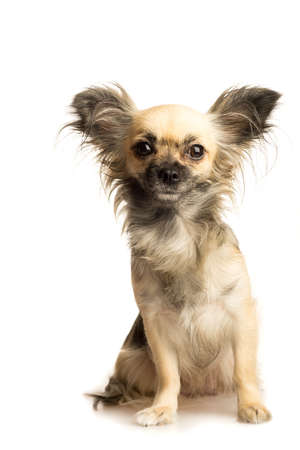 Cute little chihuahua long haired with butterfly ears isolated in white backgroundの写真素材