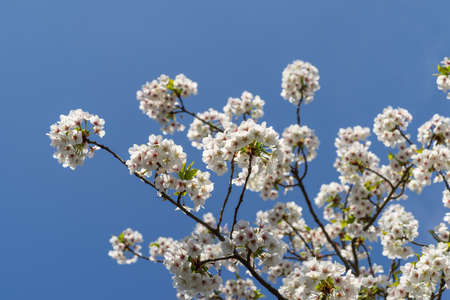 Cherryblossom in spring in the sun against a clear blue skyの写真素材