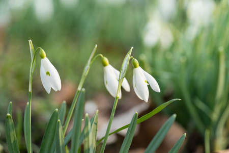 A closeup of a snowbell standing in the sunlight with a bokeh background in a forest at springtime