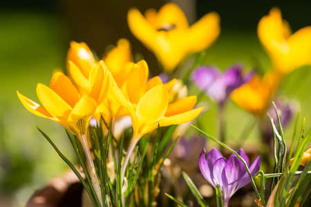Vibrant spring crocusses in early morning sunlightの写真素材