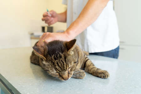 Tabby cat squeezing her eyes being examinated by an unrecognizable veterinarian who gives her a shot in the backの写真素材