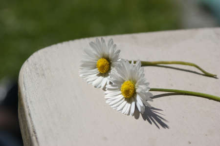 Small daisy held in a hand with a green grass bokeh background in summerの写真素材