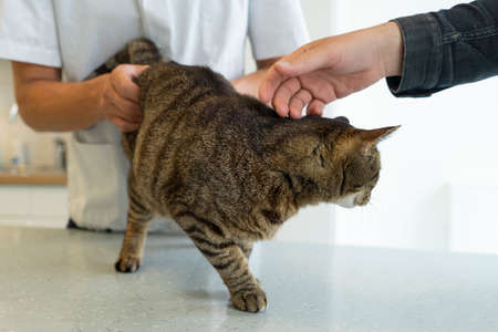 Tabby cat being examinated at his intestines and back by an unrecognizable veterinarian, his owner caressing him to calmの写真素材