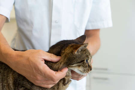 Tabby cat being examinated in his neck by an unrecognizable veterinarian squeezing his glands close upの写真素材