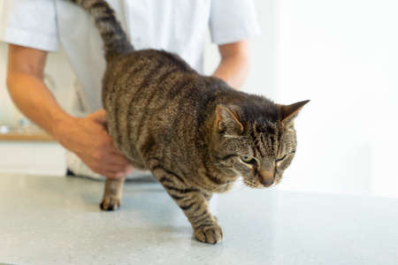 Tabby cat being examinated by an unrecognizable veterinarian who checks his hind paws, cat looks disturbedの写真素材
