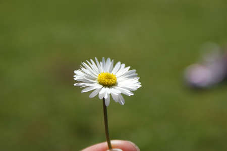 Small daisy held in a hand with a green grass bokeh background in summerの写真素材