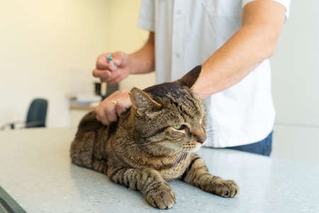Tabby cat squeezing her eyes being examinated by an unrecognizable veterinarian who gives her a shot in the backの写真素材