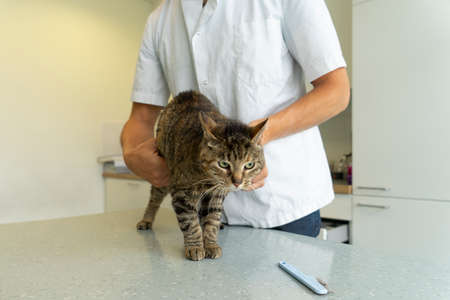 Tabby cat being examinated at her intestines and back by an unrecognizable veterinarian who holds her by her belly gentlyの写真素材