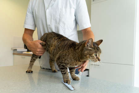 Tabby cat being examinated at her intestines and back by an unrecognizable veterinarian who holds her by her belly gentlyの写真素材
