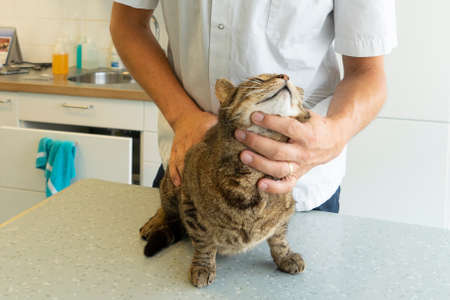 Tabby cat being examinated by an unrecognizable veterinarian who checks her head and neck at a clinicの写真素材