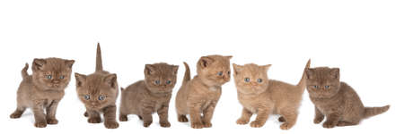 A Panorama of six little British Shorthair kittens in cinnamon and chocolate against white backgroundの写真素材