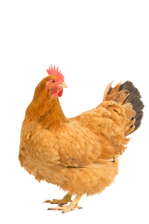 A Portrait of a New Hampshire Red hen chicken standing full body isolated on a white backgroundの写真素材