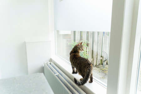A Tabby cat sitting on a window ledge near an examination table at a veterinarian clinic looking out the windowの写真素材