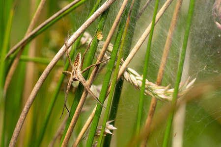 A nursery web spider sitting in her nest in the grass in the sunshineの写真素材