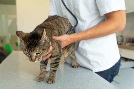 Tabby cat being examinated by an unrecognizable veterinarian with a stethoscope listening to her heart while holding herの写真素材