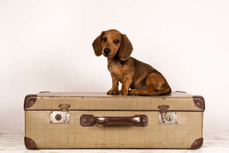 Portrait of a tan dachshund pup sitting on a suitcase isolated on a white backgroundの写真素材