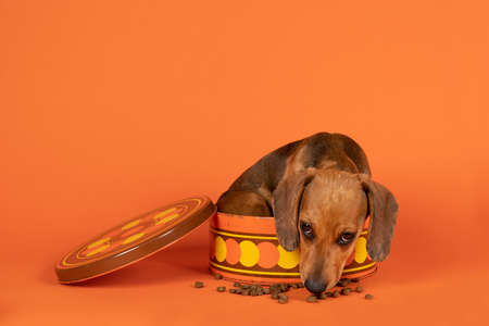 Portrait of a tan dachshund pup sitting in an orange cookiejar isolated on an orange backgroundの写真素材