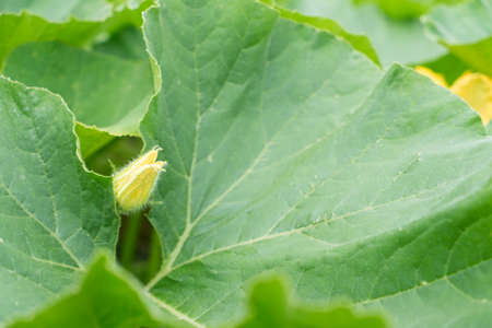 A Zucchini plant. Zucchini flower. Green vegetable marrow growing on bush in a vegetable garden seen from belowの写真素材