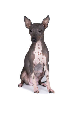 An American Hairless Terrier dog isolated against white backgroundの写真素材