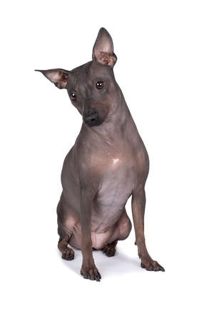 An American Hairless Terrier dog isolated against white backgroundの写真素材