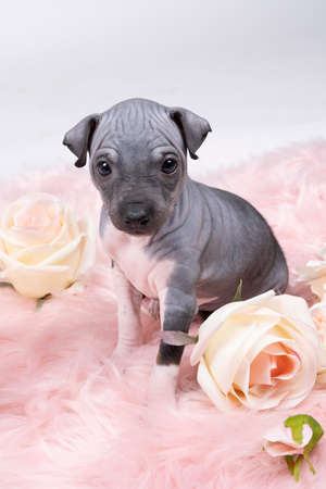 An American Hairless Terrier puppy laying on a pink furry blanket with pink flowersの写真素材