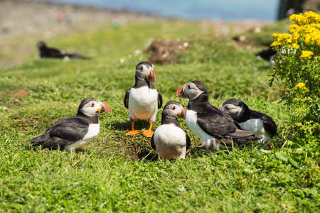 Group or family of Atlantic puffins, the common puffin, seabirds in the auk family, on the Treshnish Isles in Scotland UKの写真素材