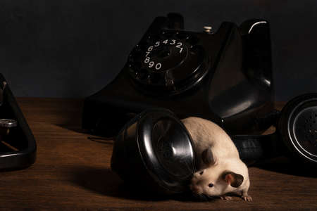 A Still life with siamese mice on a typewriter and phone making contact and communicatingの写真素材