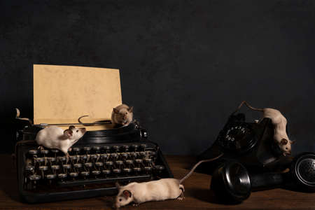 A Still life with siamese mice on a typewriter and phone making contact and communicatingの写真素材