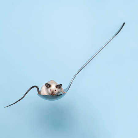 A Small cute siamese mouse climbs on a soup spoon against a soft blue background