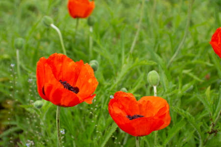 Bright red poppies in a green meadow